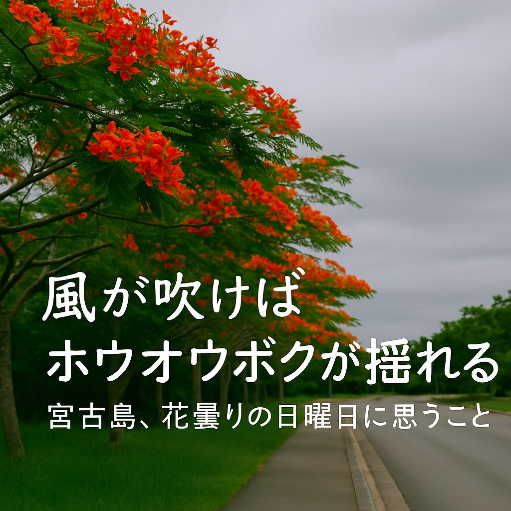 曇り空の下で赤く咲き誇るホウオウボクの花とつぼみ（宮古島にて撮影）