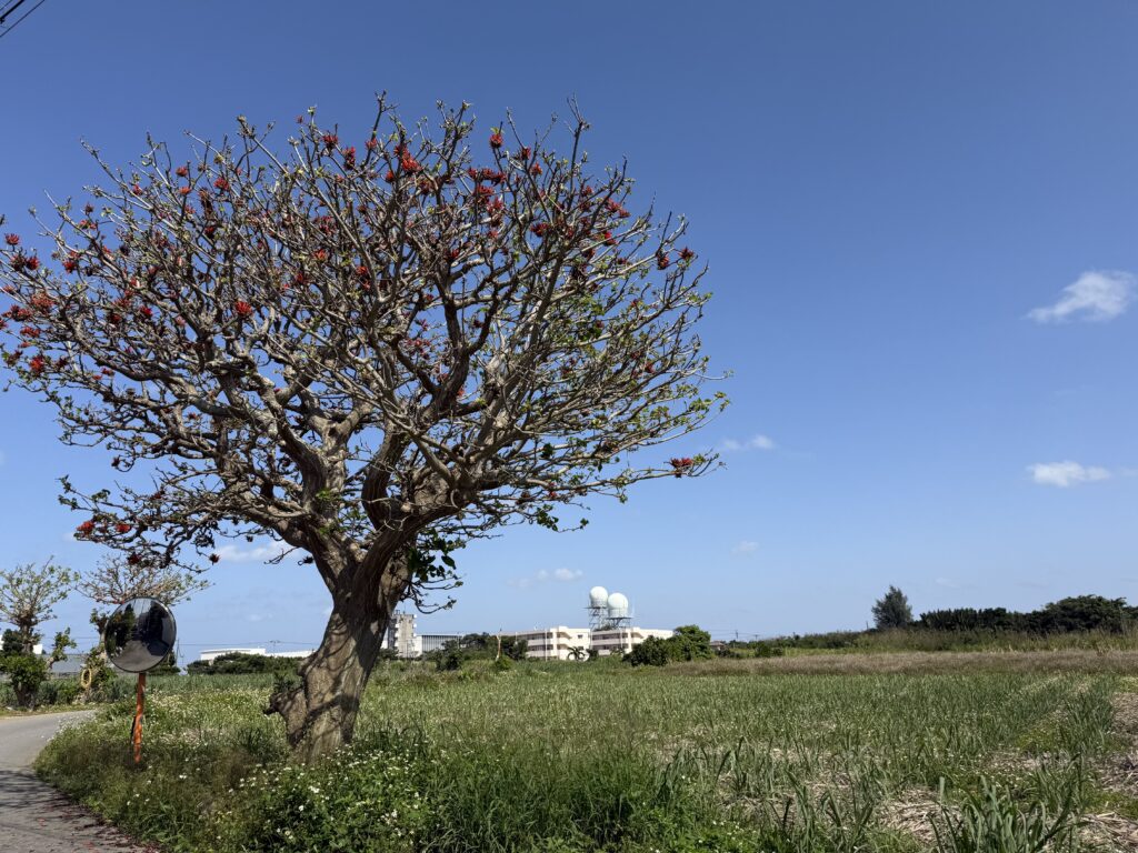 デイゴの花